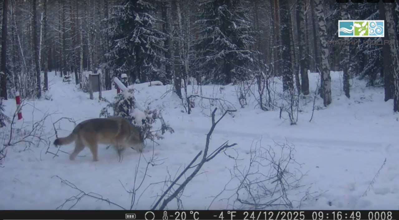 В преддверии Нового года фотоловушки национального парка Марий Чодра зафиксировали редкие кадры На них волк внимательно изучает свои владения Видео полученное под наблюдением государственного инспектора Вячеслава Кидалашева показывает как хищник обнюхивает можжевеловый куст затем осторожно осматривается по сторонам Создается впечатление что он проверяет все ли в порядке на его территории готовясь к зимним приключениям в утренние часы