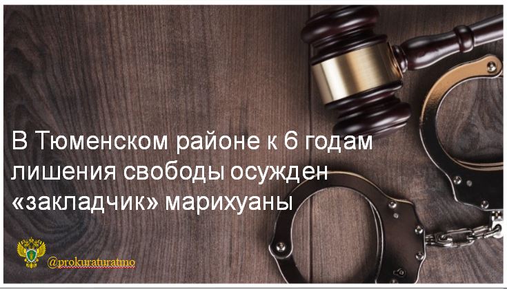 С учетом позиции государственного обвинителя суд вынес приговор и признал 29-летнего мужчину виновным в покушении на незаконный сбыт наркотиков  ч. 3 ст. 30, п. «а», «б» ч. 3 ст. 228.1 УК РФ  и  отмывании денежных средств, приобретенных  преступным путем   ч. 1 ст. 174.1 УК РФ .   Подсудимый в апреле 2024 года вступил в сговор в сети «Интернет» с неустановленным следствием лицом с целью осуществления сбыта наркотических средств на территории города Тюмени и Тюменской области через систему меняющихся тайников в роли «курьера-закладчика».   Мужчина получил крупную партию наркотика, расфасовал его в своей квартире по удобным для сбыта мелким партиям и занимался раскладкой по «тайникам».  Преступная деятельность подсудимого была пресечена сотрудниками полиции.  Из незаконного оборота изъято 52 грамма каннабиса  марихуана .    Тюменский районный суд приговорил виновного к 6 годам лишения свободы  в исправительной колонии  строгого режима и  штрафу 50 тыс. рублей.