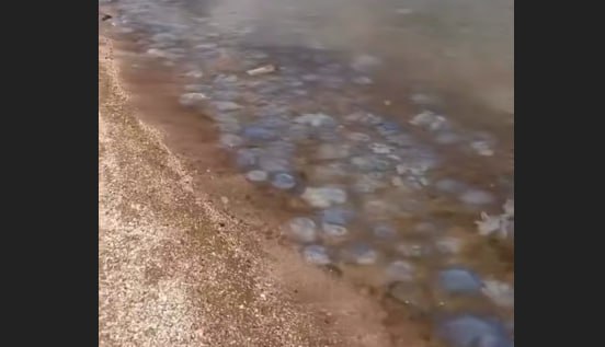 Отдыхающие на Кубани туристы пожаловались на заполонивших море медуз В соцсетях появились снятые в Кучугурах кадры на которых тысячи медуз находятся в воде у самого берега Азовское море в курортном поселке Кучугуры в конце августа превратилось в гниющий кисель из медуз сообщает автор Подписаться на АиФ Юг