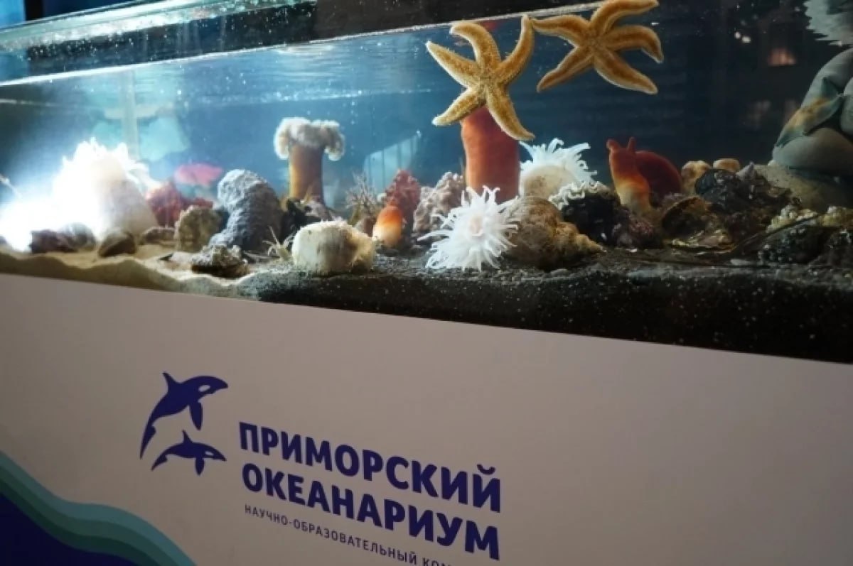 Федеральное государственное унитарное предприятие «Дирекция по строительству в Дальневосточном федеральном округе» Управления делами Президента Российской Федерации подало в Арбитражный суд Приморского края иск на сумму более 524 миллионов рублей  . Об этом написал Telegram-канал «Арбитражный суд Приморского края»  .     Иск связан с договором на поставку живых гидробионтов — беспозвоночных животных, морских рыб и «живых» камней — для научно-образовательного комплекса «Приморский океанариум» на острове Русский  .     Поставщик получил аванс в размере 438 миллионов рублей, но поставил товар не полностью, оставив задолженность свыше 110 миллионов рублей. В связи с этим был направлен претензионный запрос и расторгнут договор  .     В исковом заявлении фигурируют требования о возврате неосновательного обогащения, уплате процентов и неустойки. Заседание суда назначено на четверг, 21 августа 2025 года  .     #океанариум #суд #Приморскийкрай #гидробионты #исковаязаявление #финансы