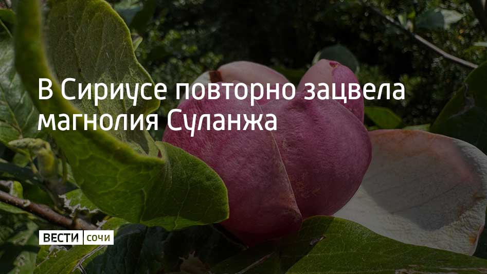 У западного входа в парк "Южные культуры" во второй раз за год начала цвести магнолия. Обычно она распускается в марте, но из-за жары в Сочи повторно зацвела в конце июля, сообщили в Кавказском заповеднике. Кроме того, в парке сейчас созрели плоды маракуйи, а также цветут ирисы и олеандры.