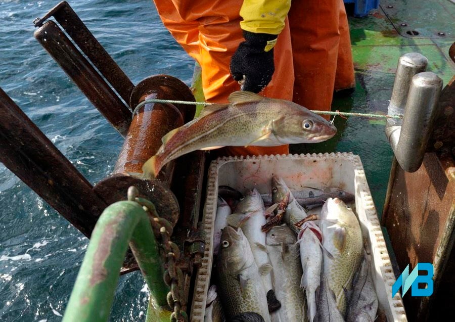 Россия и Норвегия согласовали объёмы промысла общих водных биоресурсов в 2025 году