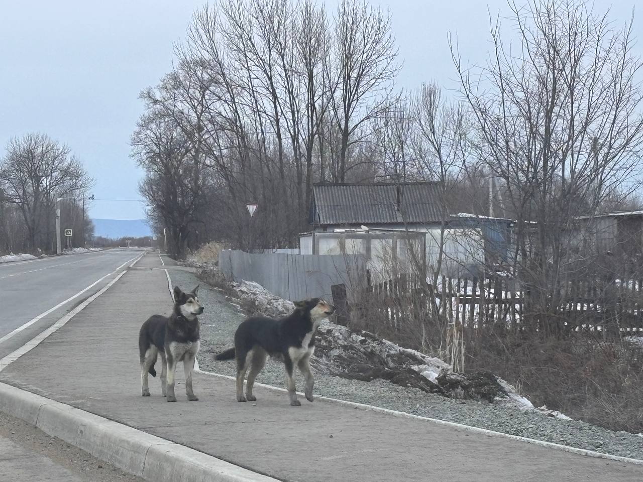 Потребность в приютах для бездомных животных отметили в ЕАО  В Биробиджане прошло заседание Совета муниципальных образований. Участники обсудили проблему бродячих собак.  Участники совещания обсудили проблему, с которой на местах сталкиваются чаще всего - бродячие собаки. Несмотря на работу программы ОСВВ  отлов-стерилизация-вакцинация-выпуск , нередки случаи нападения бездомных животных на людей в разных муниципальных образованиях.  "Есть бездомные собаки, которых из-за природной агрессивности нельзя возвращать обратно, в среду обитания. На региональном уровне не разработан порядок и не определено, каких собак считать агрессивными. Кроме того, есть потребность в строительстве межмуниципальных приютов для таких животных. Эти вопросы необходимо оперативно решать. Определились, что соберём рабочую группу и определимся, как можно закрыть эти вопросы", - подчеркнул мэр Биробиджана Максим Семёнов.  Главы муниципальных образований поддержали предложение Максима Семёнова и пообещали также подключиться к данному вопросу.