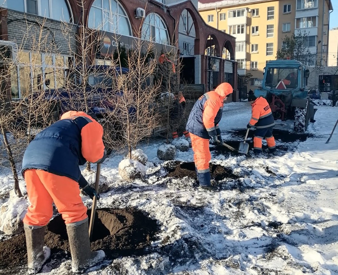 Омичи возмутили вырубками деревьев которые на текущей недели рабочие БУ Управление дорожного хозяйства и благоустройства провели на улице Жукова Возле дома 74 вырубили клены и вместо нее посадили туи и хилые саженцы деревьев в виде прутиков У меня вопрос как эти декоративные деревья и голые ветви зимой уберегут нас от загазованности во время пробок и заторов на дороге Жильцы квартала в шоке все поддерживают что такие варварские вырубки приводят к ухудшению нашего здоровья и здоровья наших детей На той же улице Жукова 74 более трёх лет стоит мёртвая ель несколько деревьев кое как выживают никому дела до мёртвых деревьях нет написала на странице губернатора Виталия Хоценко во Вконтакте жительница улицы Жукова Зинаида Черенева В Управлении дорожного хозяйства и благоустройства омичке ответили что кленовая аллея на самом деле была самосевной порослью и никакой аллеи там не было Вместо полудиких кленов на Жукова теперь высаживают культурные растения NGS55 теперь в MAX