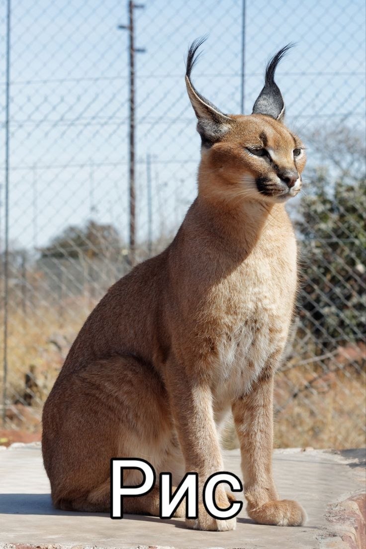 В Подмосковье количество рысей выросло в 2 5 раза до 80 особей Из за нехватки пищи эти хищники всё чаще нападают на домашних кошек Наибольшее количество рысей было зафиксировано в Волоколамском Рузском и Дмитровском округах Причиной этого роста популяции является то что краснокнижные рыси которых нельзя истреблять успешно размножаются В природе у этих животных почти нет естественных врагов и они обычно охотятся на зайцев и мелких зверей Однако когда дичь заканчивается рыси ищут пропитание ближе к человеку выбирая в качестве добычи домашних кошек и собак Экологи рекомендуют не отпускать домашних животных гулять без присмотра и не подкармливать хищников Увеличение популяции рысей считается успехом природоохранной сферы но теперь важно научиться сосуществовать с этими животными в гармонии За убийство рыси предусмотрен штраф до миллиона рублей или лишение свободы на срок до пяти лет