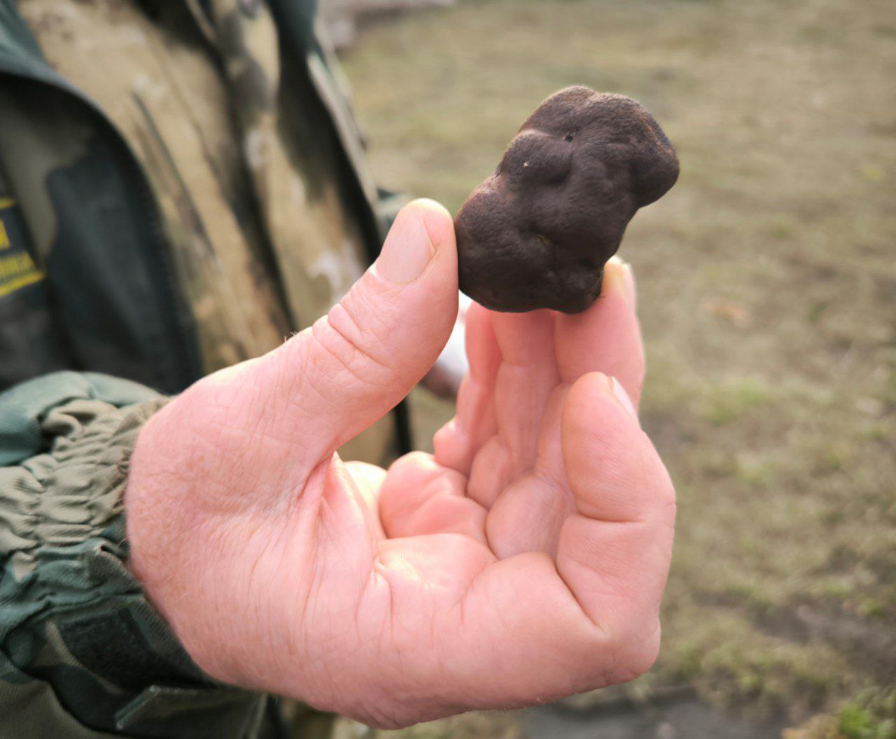 В Саратовской области нашли одни из самых дорогих грибов в мире Черный трюфель цена которого в России начинается от 8 тыс рублей за 100 гр находят сейчас в лесах на севере региона Фото опубликовал в своем тг канале глава Петровского района Максим Калядин Говорит ему самому не повезло а вот другим жителям удалось собрать несколько десятков трюфелей Найти его непросто нужно знать конкретную поляну и раскопать выпирающие бугорки Говорят их можно определить по яркому грибному запаху Гриб используют в сыром виде как приправу Наши петровчане натирают его и делают бутерброды с трюфелями Кучеряво живут в Петровске Грибники с планами на выходные определились Подписаться на truekpru Читать нас в MAX