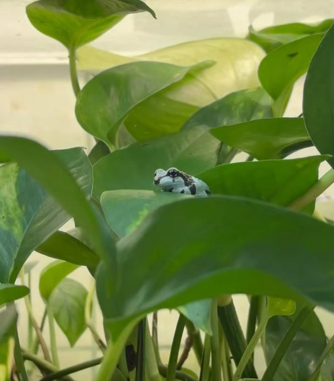 Жабовидных квакш арлекинов стало ещё больше в зоопарке В Ленинградском зоопарке вылупились жабовидные квакши арлекины амазонские молочные лягушки Всего за год самка может сделать несколько кладок по 300 400 икринок в каждой петродворцовый РК ostrova peterburga