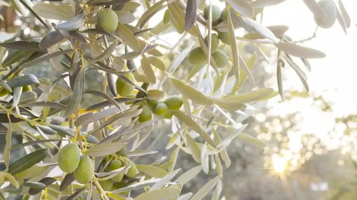 В России будут выращивать оливки в промышленном масштабе ООО ПОШ заложит в Дербентском районе Дагестана оливковый сад на площади до 160 га Кроме того хозяйство запустит первое в России промышленное производство оливкового масла без консервантов Подробнее читайте