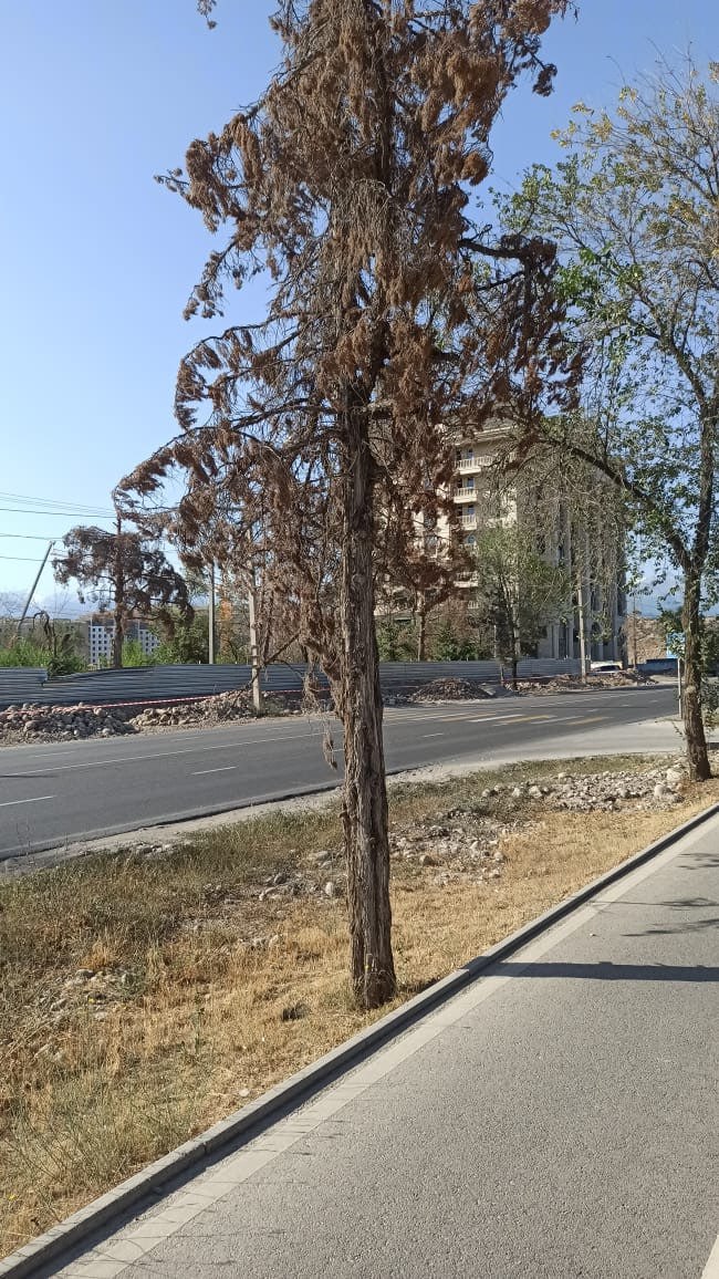 По дороге в Орто-Сай высохли сосны. Местные жители просят полить деревья Об этом 24.kg сообщили читатели. На присланном фото видны жухлые сосны, стоящие около арыка. «Больно смотреть. В то же самое время, утром трактор с бочкой воды почти ежедневно поливает асфальт. Неужели нельзя хотя бы раз в неделю поливать деревья, которые расположены вдали от арыков?» — прокомментировали горожане. Вы можете сообщить новость, отправив ее в WhatsApp по номеру 0555312024.