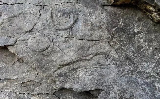 У подножия Лысой горы в Пермском крае нашли следы древнейших существ. Речь про многоклеточных, обитавших на Земле более 563 млн лет назад. Первые сложные организмы на Земле были мягкими, их тела не были покрыты твердыми скелетными структурами, поэтому найти их следы непросто. Ранее следы таких существ находили только в Австралии, Намибии, на острове Ньюфаундленд и на побережье Белого моря в России. А теперь вот на берегу Широковского водохранилища.
