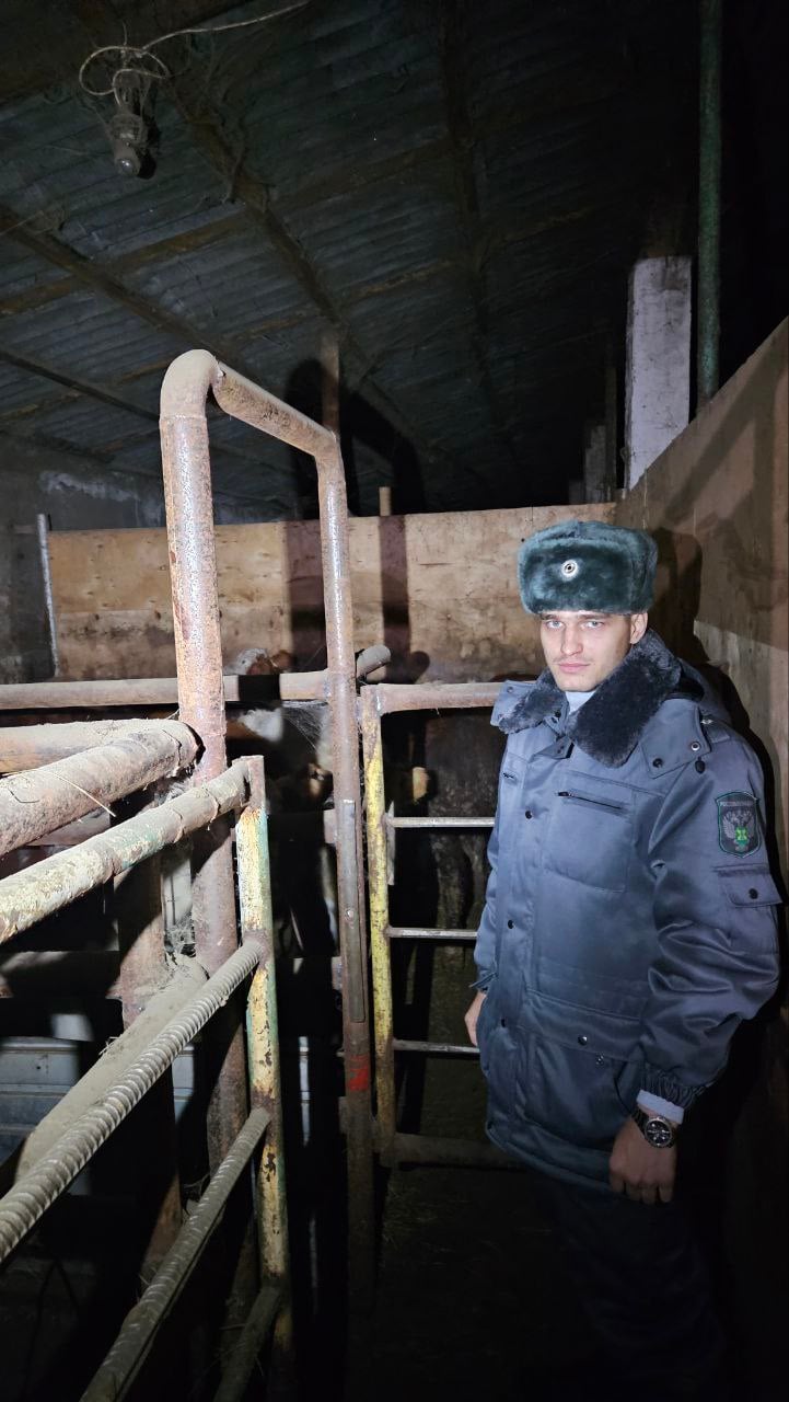 В Оренбуржье выявлено незаконное перемещение сельскохозяйственных животных.   8 декабря на трассе Оренбург-Акбулак было задержано транспортное средство с 13 головами крупного рогатого скота, перевозимыми из Акбулакского района в Самарскую область.   У перевозчика отсутствовали ветеринарные документы, а животные не имели идентификационных номеров. Вместо этого были предоставлены справки о приобретении скота от местных властей.   Животные помещены на карантин в п. Акбулак, проведен отбор проб для исследований на опасные заболевания.