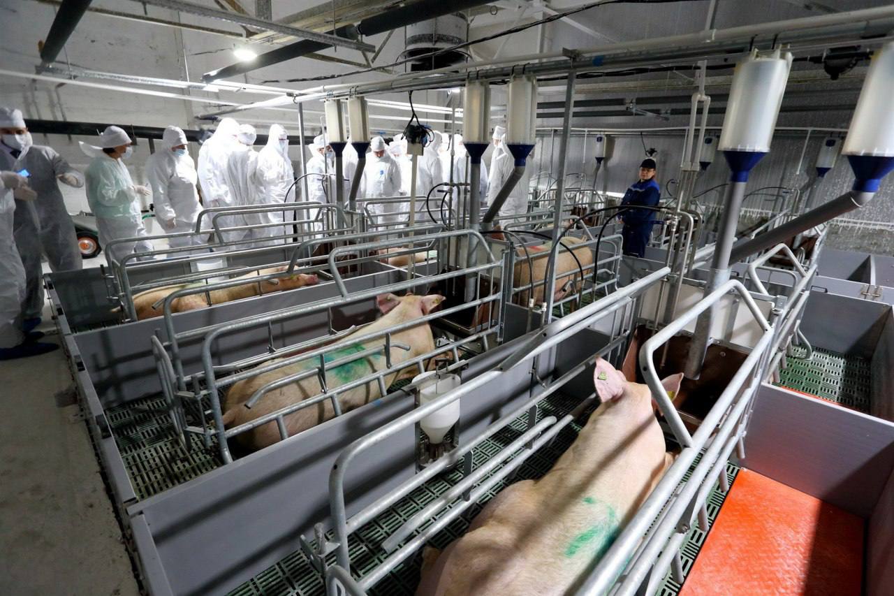 Новосибирский свинокомплекс компании «Сибагро» оштрафован на 2,3 миллиарда за загрязнение реки и почвы Свинокомплекс АО «Кудряшовское» входит в холдинг «Сибагро» должен выплатить более 2,3 миллиарда рублей за загрязнение реки Амба и порчу земли в Новосибирской области. Такое решение вынес Новосибирский районный суд. История началась ещё в 2022 году, когда силовики задержали директора предприятия Владимира Гавриленко. По версии следствия, по его указанию отходы жизнедеятельности животных сливали мимо лагуны — прямо на землю и в реку. В результате — масштабное загрязнение почвы и вод. Природоохранная прокуратура потребовала возместить ущерб. Первоначальная сумма иска превышала 2,9 миллиарда, но после экспертизы её снизили. По решению суда: – 1,13 млрд рублей предприятие должно заплатить в федеральный бюджет за вред реке, – 1,21 млрд — в бюджет Колыванского района за порчу почвы, – ещё 900 тысяч — госпошлина. Ранее прокуратура называла ущерб от действий свинокомплекса «катастрофическим».