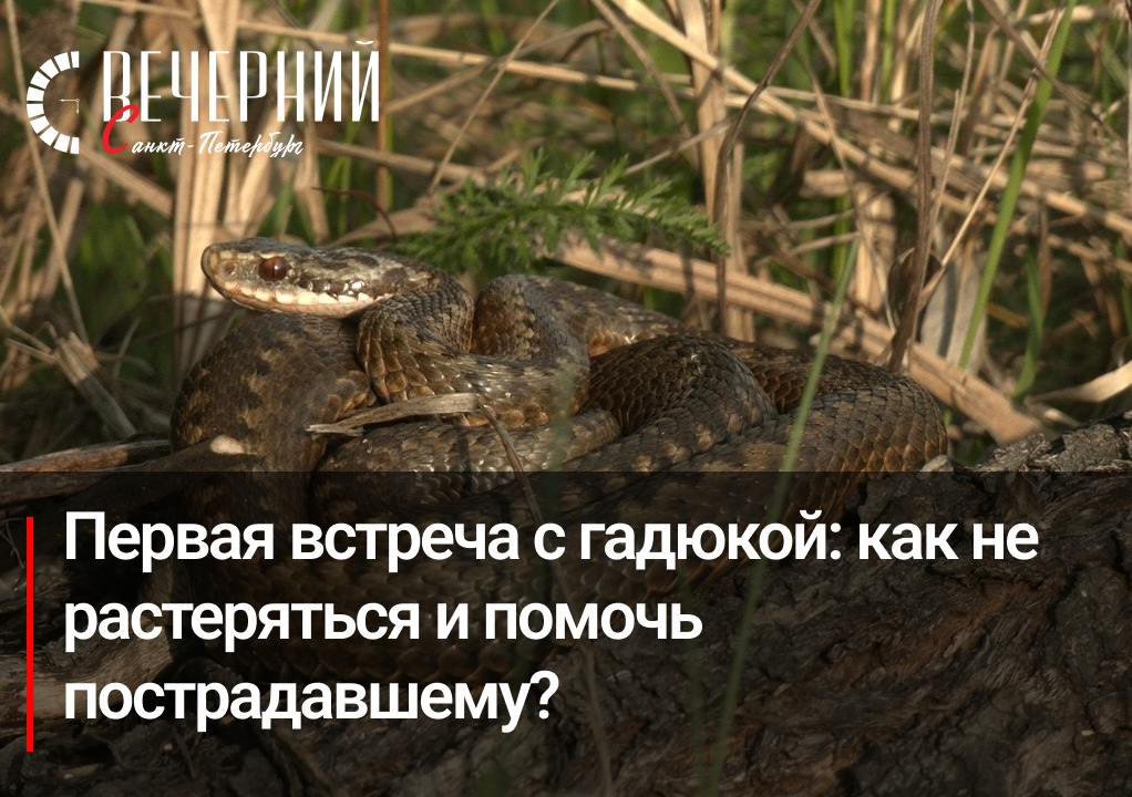 Гадюки проснулись: что делать при укусе?  В Ленинградской области, в Волосовском районе, заметили первых гадюк, вышедших из зимней спячки раньше обычного из-за аномального потепления. Как правило, змеи не нападают первыми, но возможны исключения.  В пресс-службе Красногвардейского района напомнили, какие меры необходимо предпринять в случае укуса:   Незамедлительно вызвать скорую помощь по номеру 112.  Дать пострадавшему любое антигистаминное средство.  Обеспечить обильное питьё для снижения аллергической реакции.  Зафиксировать укушенную конечность, приложить лёд и сохранять спокойствие.  Эти действия помогут замедлить распространение яда до приезда врачей.  Фото: скриншот из видео Вечерний Санкт-Петербург