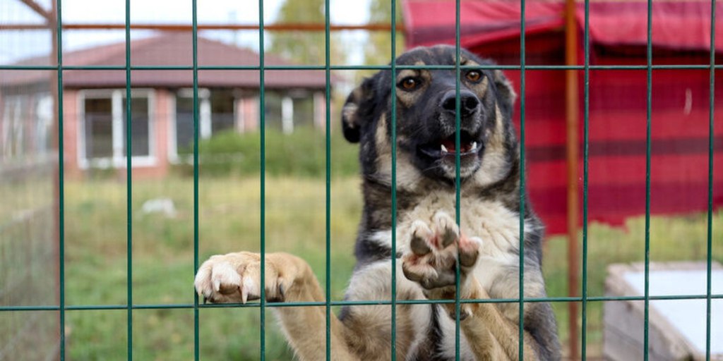 В Люберцах подозревают вьетнамских рабочих в убийстве и поедании собак после обнаружения десятков щенков и собачьих останков на их ферме. Зоозащитники обратились в полицию, а также начали собственное расследование. ____ →