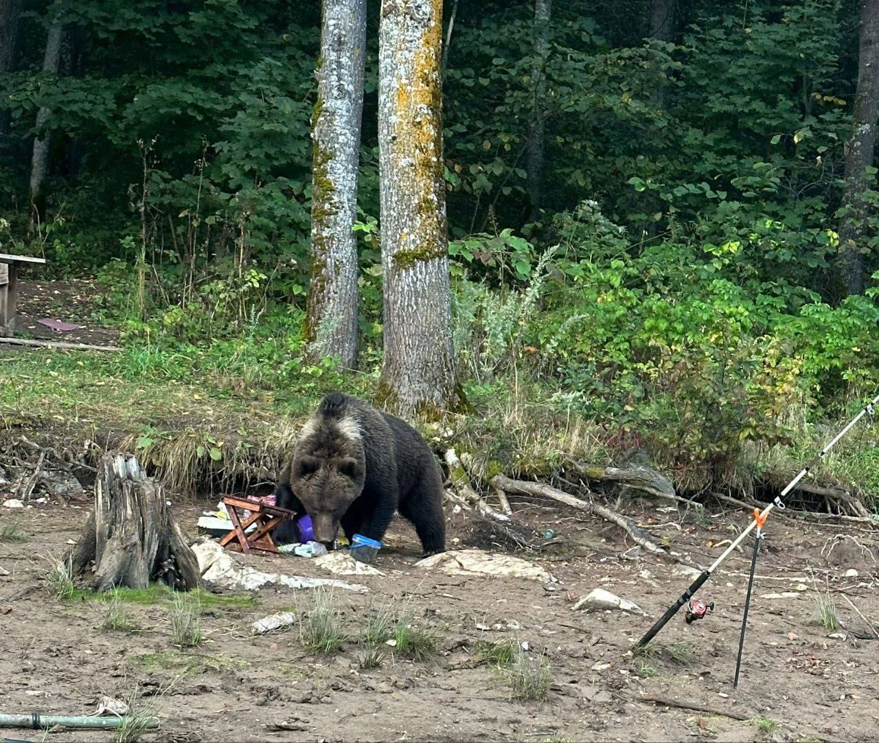 Премьер министр Андрей Назаров предупредил об опасности встречи с дикими животными и напомнил о мерах предосторожности Дикие звери стали чаще выходить из лесов к людям и хозяйствам Явление сезонное в лесу с приходом осени стало заметно меньше корма Следим за численностью хищников Сейчас это свыше 8 5 тысячи лисиц около 700 волков и более 2 6 тысячи медведей Что закономерно увеличивает число встреч и к сожалению риски по бешенству За последние пять лет зарегистрирован 21 случай среди диких хищников Прошу всех соблюдать простые правила Не подходите к диким животным и не кормите их при встрече сообщайте по номеру 112 Пищевые отходы складывайте в закрытые контейнеры поддерживайте порядок во дворах Домашнюю птицу держите безвыгульно скот выпасайте под присмотром домашних животных обязательно прививайте И уж точно не привлекайте внимание зверя не старайтесь записать с ним видео или сделать фото Мы со своей стороны усиливаем контроль за своевременным вывозом мусора и ликвидацией несанкционированных свалок наращиваем взаимодействие служб и работу по регулированию численности хищников в установленных законом рамках БашПрирода