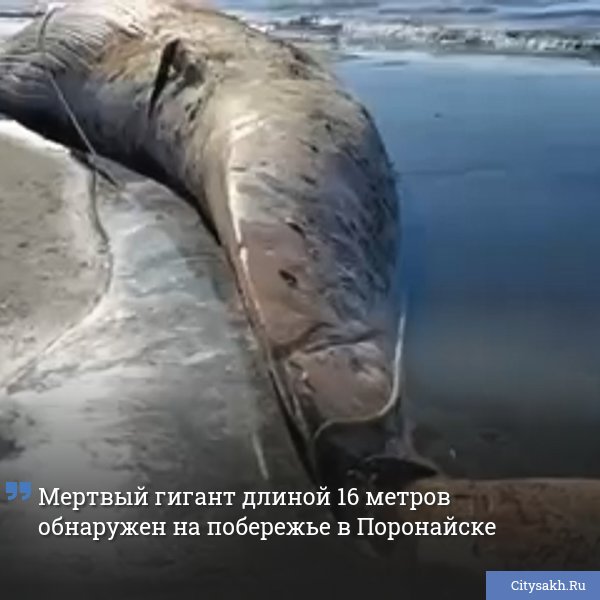 На побережье Поронайского района обнаружили тушу морского гиганта длиной около 16 метров. Предположительно, причина гибели китообразного стало запутывание плавника в веревке.