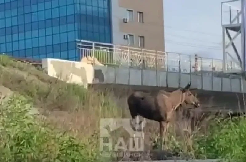 Вечёрка Пойманный в центре Челябинска лось получил ссадины и раны Лося которого утром 15 мая заметили в центре Челябинска очевидцы успешно отловили специалисты для этого животное пришлось усыпить Оно было напугано шумом города оказавшись в стрессовой для себя среде На теле сохатого обнаружили ссадины и повреждения вероятно от столкновения с ограждениями и бордюрами в поисках выхода в лес Лось гулял по городу предположительно два дня 14 и 15 мая кадры с ним публиковали очевидцы в соцсетях О животном на проспекте Ленина неравнодушные челябинцы сообщили в ЕДДС и минэкологии На место сразу же выехали специалисты Проводятся все необходимые мероприятия по спасению животного и выпуска его в естественную среду обитания с соблюдением необходимых мер предосторожности подробнее на канале Вечёрка