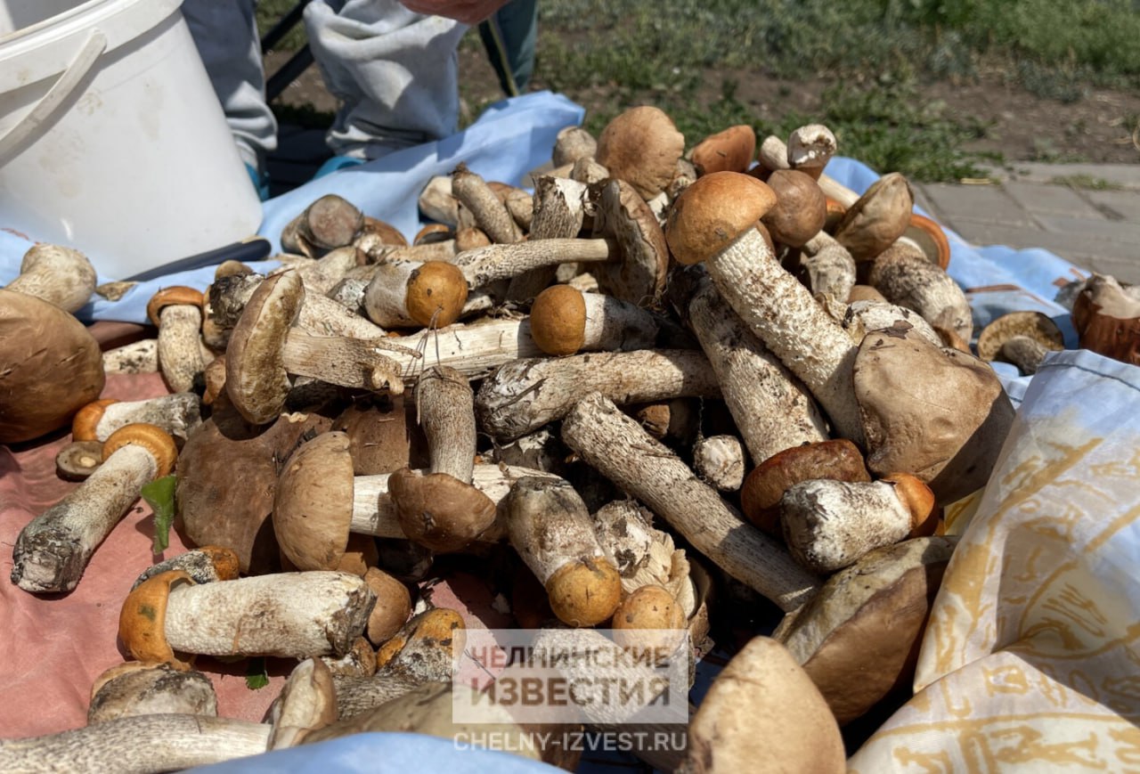 В Челнах зафиксирован рекорд ни одного отравления грибами С начала сезона в Набережных Челнах не было зафиксировано ни одного обращения с отравлением грибами Такой своеобразный рекорд подтвердили нам в пресс службе инфекционной больницы Это свидетельство того что грибники стали осторожными Подробнее