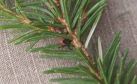 Хвойные клещи просыпаются на ёлках в квартирах По информации источников случаи уже зафиксированы в Москве и МО Из за тёплой погоды ранее насекомые выходили из спячки начиная паразитировать на хвойных деревьях Укус может привести к энцефалиту и другим инфекциям поэтому рекомендуется сначала подержать ёлку на балконе и вытряхнуть её на улице