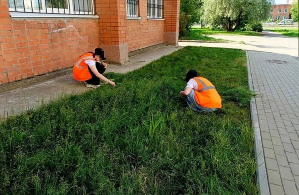 В городе Тутаев Ярославской области школьникам пришлось подстригать газон канцелярскими ножницами. Подростки, участвующие в программе летней занятости, прибыли в молодежный центр, где вместо триммеров им вручили канцелярские ножницы.