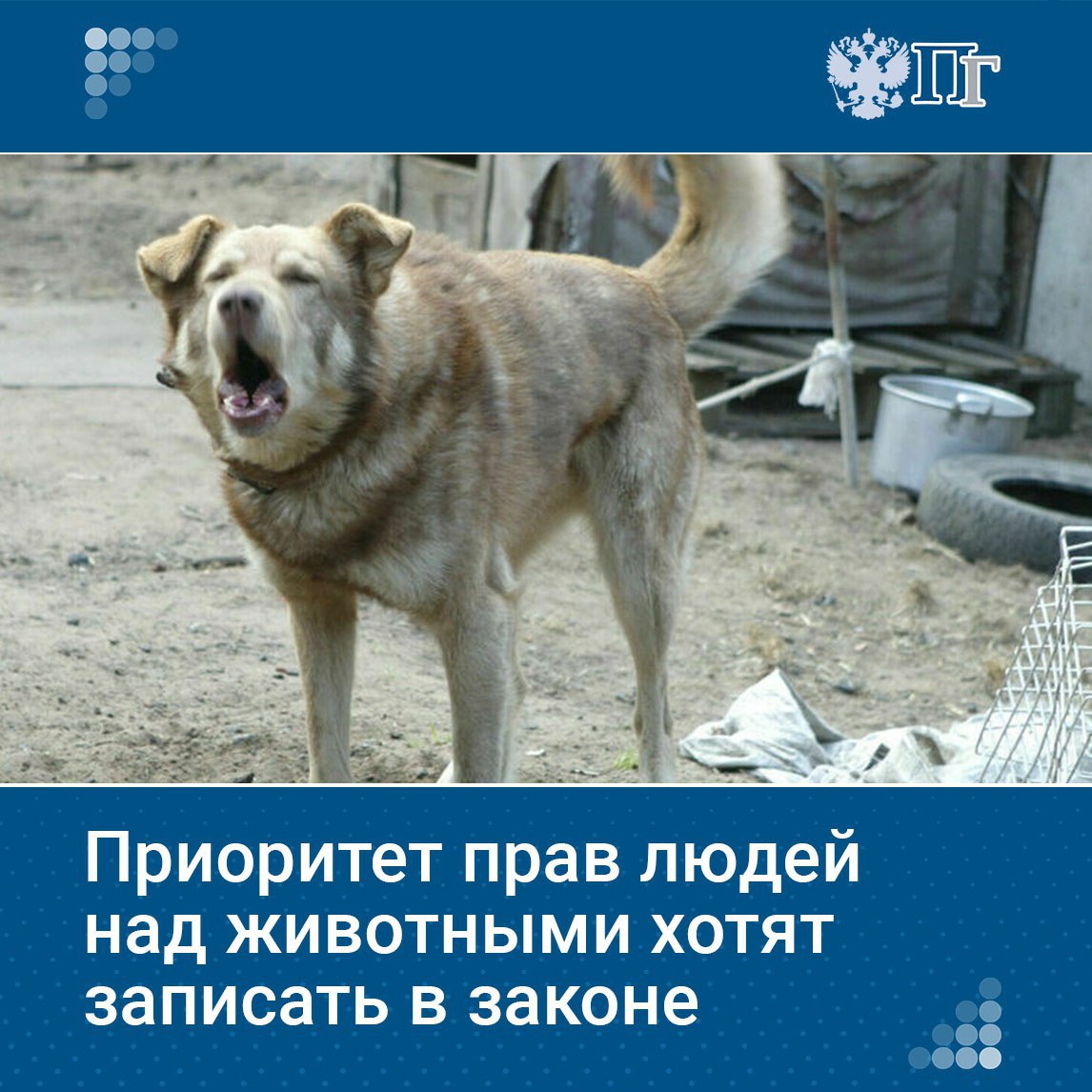 В России не должно остаться неучтенных собак — живет ли пес дома с хозяевами, находится ли в приюте или его выловили на улице, под кожей у него должен быть электронный чип, который позволит проследить судьбу животного. Соответствующий законопроект 9 июня поддержала рабочая группа Госдумы по защите людей от нападений животных. На подходе еще одна инициатива: депутаты считают необходимым зафиксировать в законодательстве приоритет жизни и здоровья человека над животным. Как продвигаются «собачьи» законопроекты, узнала «Парламентская газета» Подписаться на «Парламентскую газету»