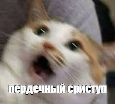 У кошек и собак начались массовые сердечные приступы из за истерик ХОЗЯЕВ Эксперты говорят что чаще всего с кардиозаболеваниями среди кошек сталкиваются мейн куны рэгдоллы и британцы а у собак лабрадоры ретриверы овчарки и доберманы Основная причина хозяева истерички которые кричат ругаются с близкими и тяжело справляются со стрессом Врачи советуют заняться своим психическим состоянием чтобы не травмировать своих пушистых Не забываем пить таблетки