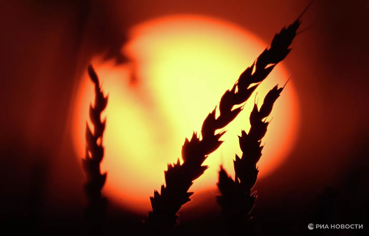 Бразилия в январе впервые с 2024 года закупила пшеницу из России на 10 9 млн подсчитало РИА Новости по данным бразильской стаслужбы Подписаться на РИА Новости экономика Все наши каналы