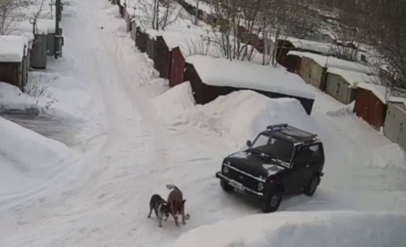 Сотрудники полиции установили водителя который сбил собаку О происшествии в гаражном кооперативе Дружба уже узнала вся Тюмень Жители требовали наказания для водителя который нанес собаке травмы несовместимые с жизнью Её пришлось усыпить Выяснилось что автомобилем управлял 75 летний пенсионер По словам мужчины он не видел животное на дороге Сейчас правоохранительные органы проводят проверку обстоятельств происшествия Как считаете какое наказание должен понести водитель Присылай новости ng72 bot NashGorodru Читать нас в MAX