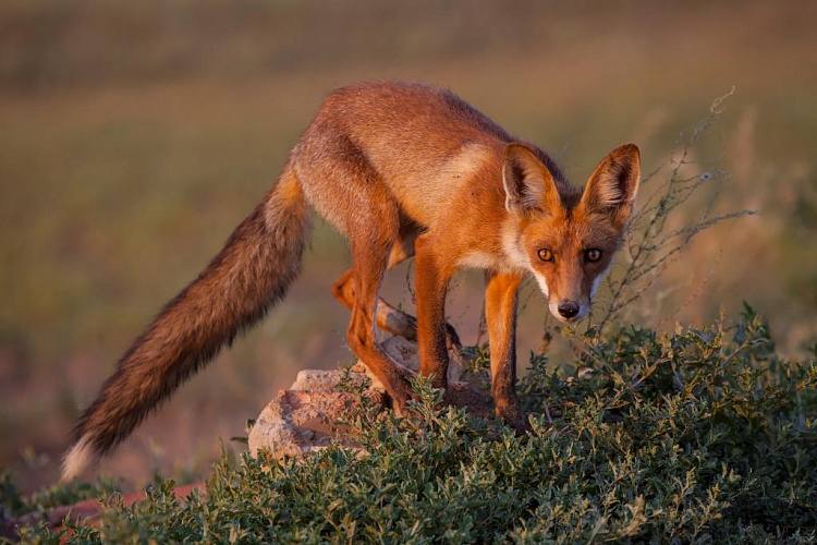 С 1 ноября в Ростовской области разрешат охоту на лис зайцев и енотовидных собак В Ростовской области скоро начнется сезон охоты на пушных животных Информация об этом размещена на сайте Министерства природных ресурсов и экологии Ростовской области Так с 1 ноября в регионе разрешат охоту на зайцев русаков лисиц корсаков енотовидных собак Охотиться на зайцев в Ростовской области будет разрешено до конца января 2026 года на остальных животных до 28 февраля 2026 года Подпишись на 1Rnd Написать в редакцию