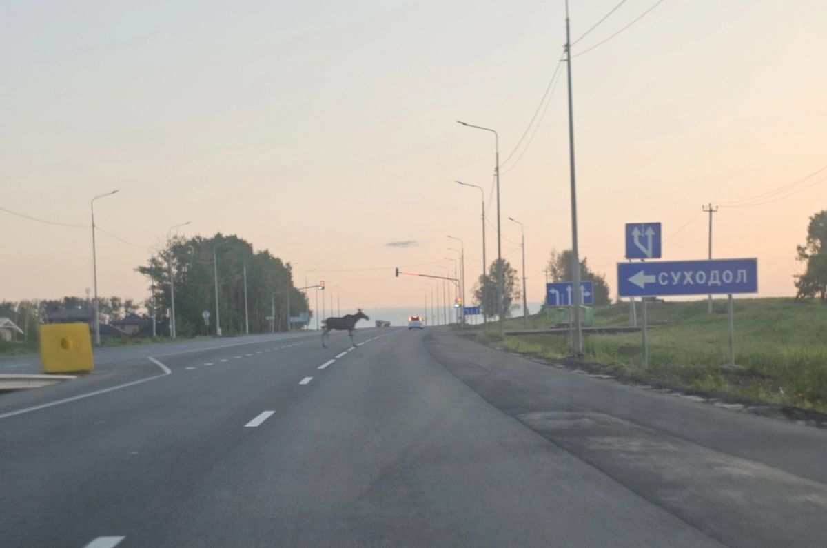 Лосей все чаще начали встречать на дорогах Владимирской области Напомним, по итог мониторинга животного мира за 2024 год, в лесах Владимирской области насчитывают более 10 000 особей лося. ↗ Прислать новость Подписаться