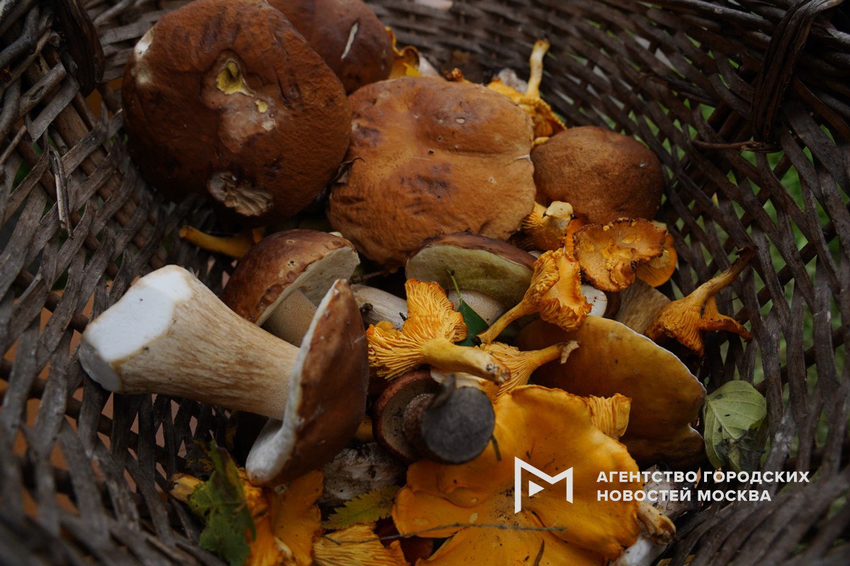 Грибной бум ожидается в Подмосковье летом и осенью все из за обильных снегопадов в столичном регионе Тающий снег глубоко увлажняет почву и подстилку создавая стартовый запас влаги решающую роль сыграет погода в конце апреля мае при периодических теплых дождях условия для массового роста будут почти идеальными Об этом Агентству Москва рассказала кандидат географических наук Ольга Полынова Подпишись на Агентство Москва