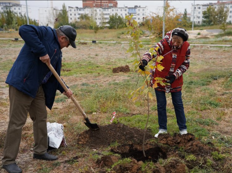 В Волжском улицы и дворы украсили саженцы лип, тополей Болле и каштанов  В Волжском продолжается месячник благоустройства и высадка зелёных насаждений. Как рассказали Волжский.ру в городской администрации, активными участниками озеленения выступают муниципальные учреждения «Комбинат благоустройства», «Современные городские технологии», городские предприятия, школы и детские сады, учреждения молодежной политики, культуры и спорта. Так, на днях было высажено свыше 200 молодых тополей Болле на проспекте им. Ленина от улицы Александрова до улицы 40 лет Победы.   Подробнее на Волжский.ру: