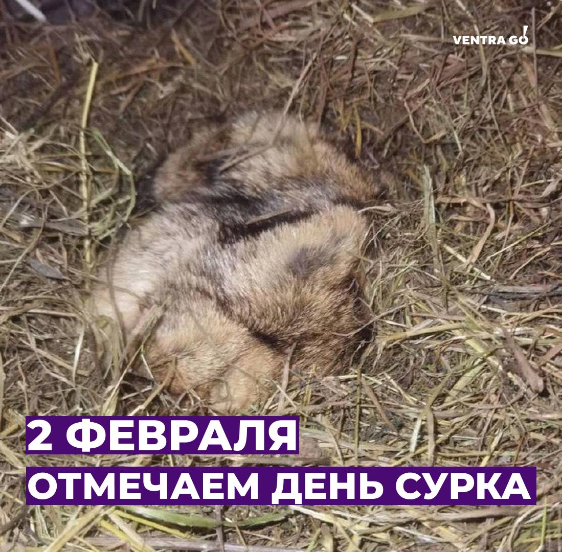 А вы знали про этот праздник Сурок Фил из Санкт Петербурга точно знал но в этом году забыл На протяжении 10 лет Фил просыпался 2 февраля чем предсказывал скорое потепление Но в этом году продолжает сладко спать а это говорит о предстоящих холодах Метеорологи кстати солидарны с мнением Фила Лёгкое потепление во многих регионах России можно ожидать не раньше середины февраля Не знаем точно повлияло ли на поведение сурка то что 2 февраля выпало на понедельник но если да 100 понимаем