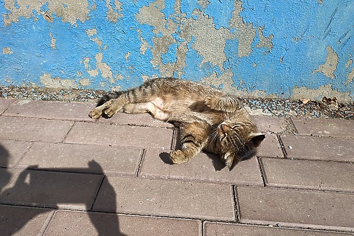 На Уралмаше местные нашли десятки измученных животных На Уралмаше в СНТ Ветеран зоозащитники нашли десятки измученных бездомных кошек Местные заметили на их шеях удавки из лески Волонтёр Ольга рассказала порталу E1 RU что об издевательствах в саду узнали недавно Местные заметили что территория дома живодёра оборудована ловушками Этому пожилому человеку 82 года он может быть бывшим охотником Екатеринбуржцы считают что он мог сойти с ума uralweb ru