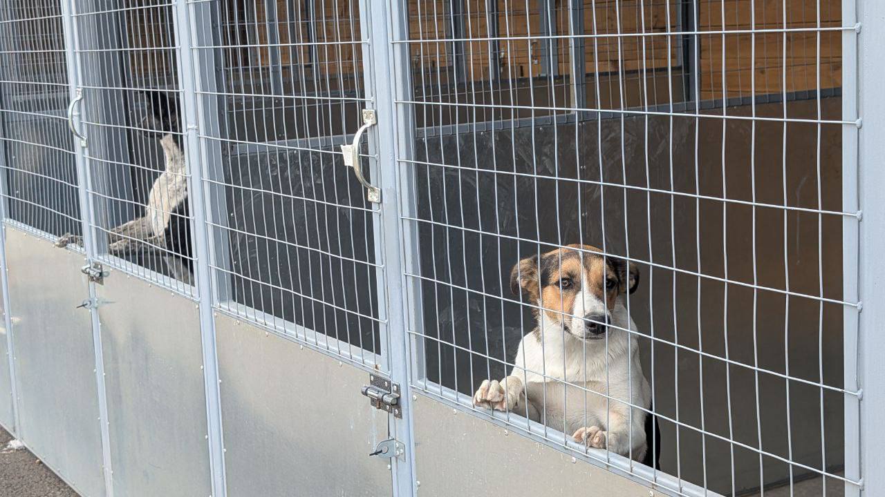 С начала июня в Краснодаре отловили 170 бродячих собак. Их отвозят в муниципальный приют для бездомных животных, где они содержатся около 26 дней. Как рассказал «Ъ-Кубань» директор приюта Артем Левченко во время экскурсии по объекту, животных стерилизуют, вакцинируют, обрабатывают от паразитов и чипируют, после чего либо отпускают в места, откуда их забрали, либо их забирают к себе желающие. Муниципальный приют для бездомных животных расположен в поселке Березовом на улице Коломойцева, 30. Полноценную работу он начал в начале июня 2025 года. Его площадь составляет 1,3 тыс. га. Там расположено 222 вольера, максимальная вместимость которых суммарно составляет 1 тыс. собак. Алина Зорина Подписывайтесь на «Ъ-Кубань-Черноморье»