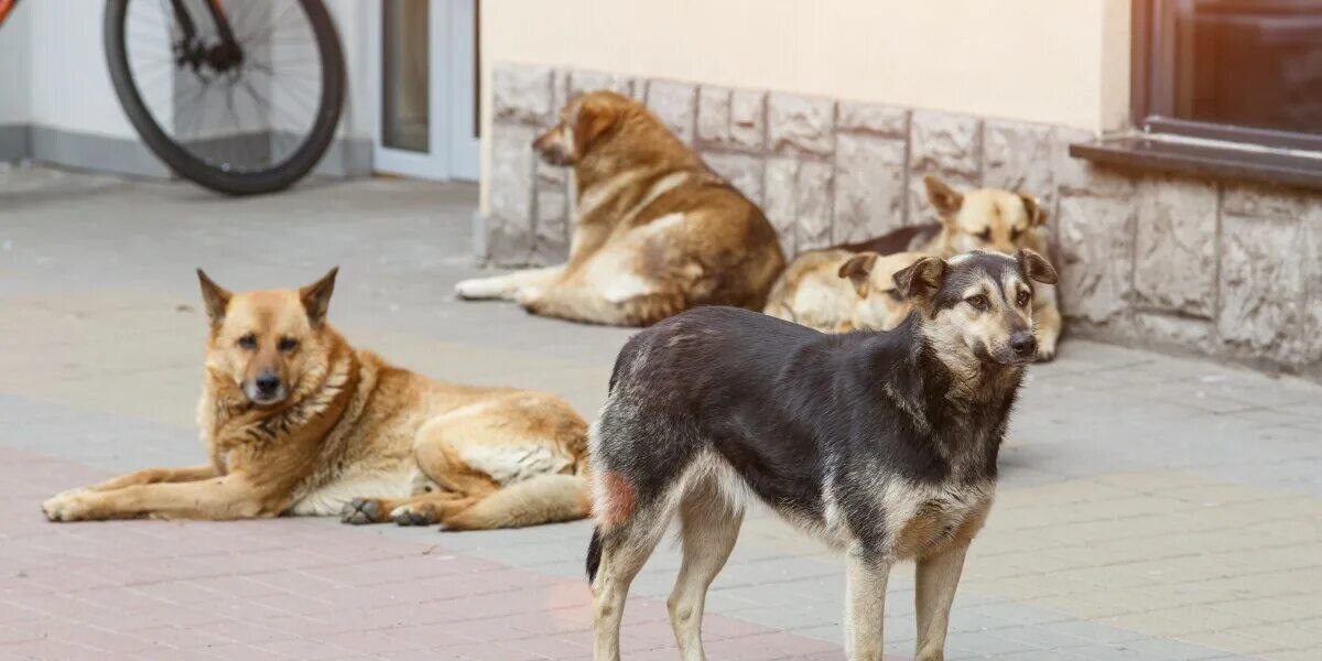 В Краснодаре проведут отлов бродячих собак С 5 по 17 ноября в городе пройдёт плановый отлов животных в районах Фестивальный мкр Западный Обход хутор Ленина мкр Черёмушки Просим жителей внимательно следить за своими питомцами и не выпускать их на самовольный выгул в этот период предупредили в муниципальном приюте Краснодара Мы в MAX ТК Краснодар Подписаться