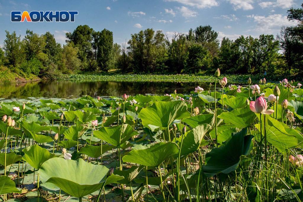 Розовое чудо под Волгоградом: зацвело озеро лотосов. В этом году на водоёме в 10 километрах от города распустилось около 200 бутонов. Напоминаем: любоваться можно, а срываться нельзя — эти красивые растения занесены в Красную книгу. Подписаться Прислать новость