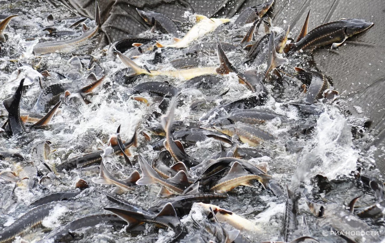 В Азовском море запасы осетровых за последние 10 лет выросли практически с нуля до 3 тыс тонн сообщило Росрыболовство Ученые прогнозируют продолжение этой положительной тенденции и возможное возобновление промысла Подписаться на РИА Новости экономика Все наши каналы