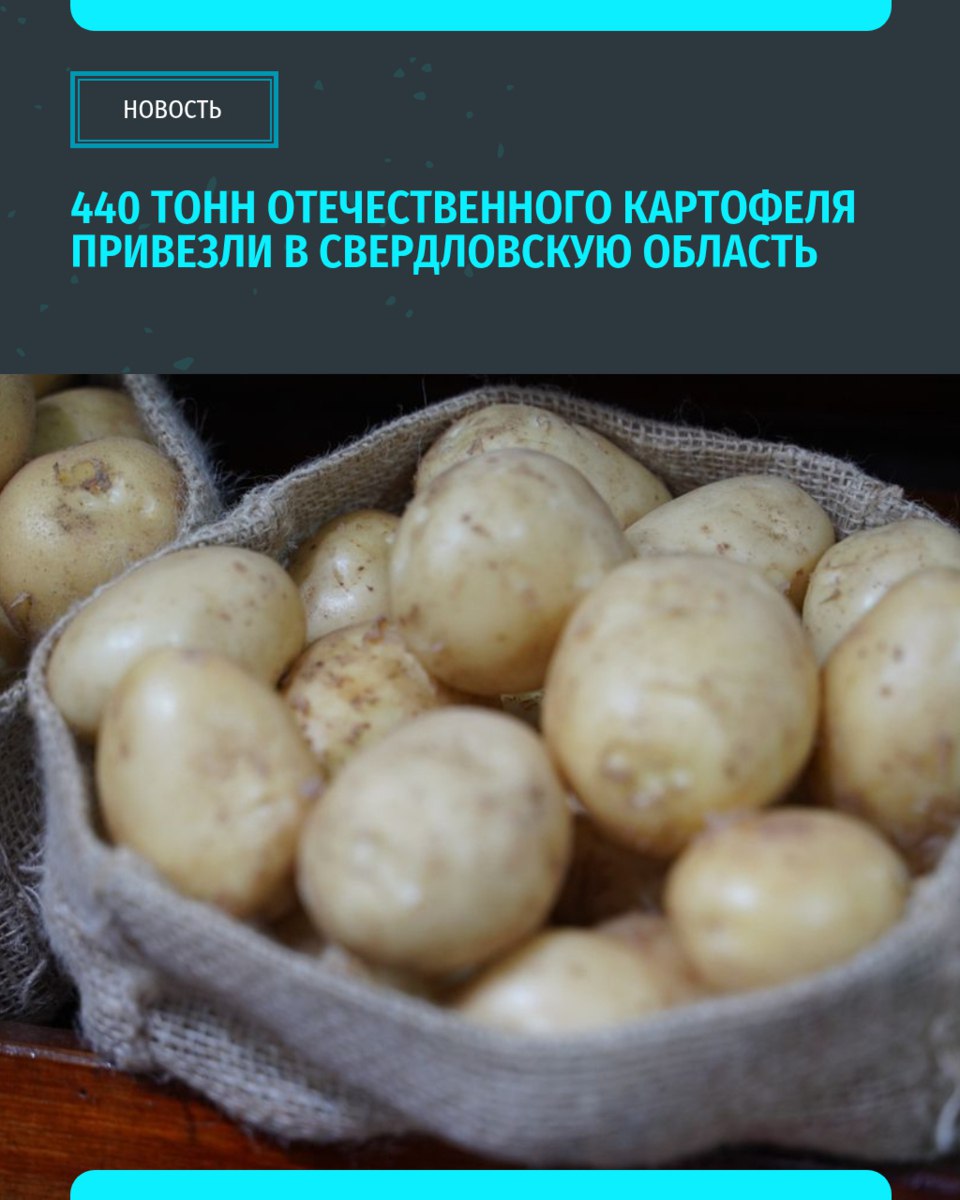 На плодоовощную базу Екатеринбурга привезли 440 тонн отечественного картофеля. Из Астраханской области поступило 300 тонн картофеля, остальные 140 тонн ввезли из Краснодарского края. Вся продукция уже разрешена к реализации. «Уральский меридиан»