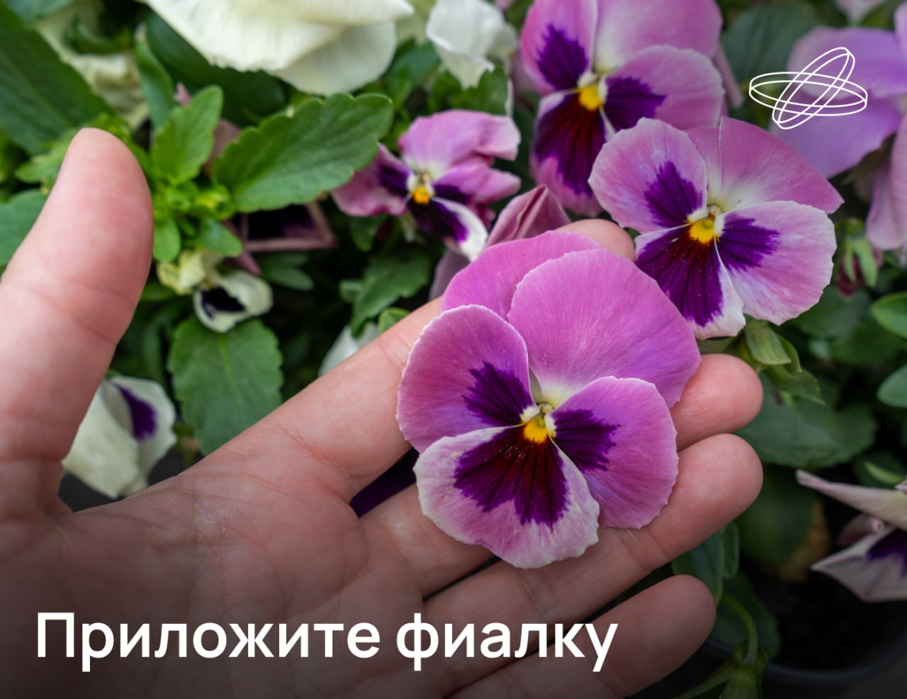 Уникальную технологию ранней диагностики онкологических сердечно сосудистых и неврологических заболеваний разработали отечественные физики Применив биомиметический подход они создали сенсорную платформу с текстурой напоминающей лепестки трёхцветной фиалки Viola tricolor Благодаря многоуровневой архитектуре сочетающей наноразмерную сложность надёжно фиксирующую клетку и полузамкнутые микроскопические полости совпадающие по размеру с эритроцитами человека искусственная реплика создаёт идеальную ловушку для эритроцита В результате сигнал от сенсора превосходит аналоги с другим строением в 2 7 раз сообщили в Центре фотоники и двумерных материалов МФТИ Технология готова к масштабированию а главное её можно адаптировать и для других типов клеток Наука рф Десятилетиенауки