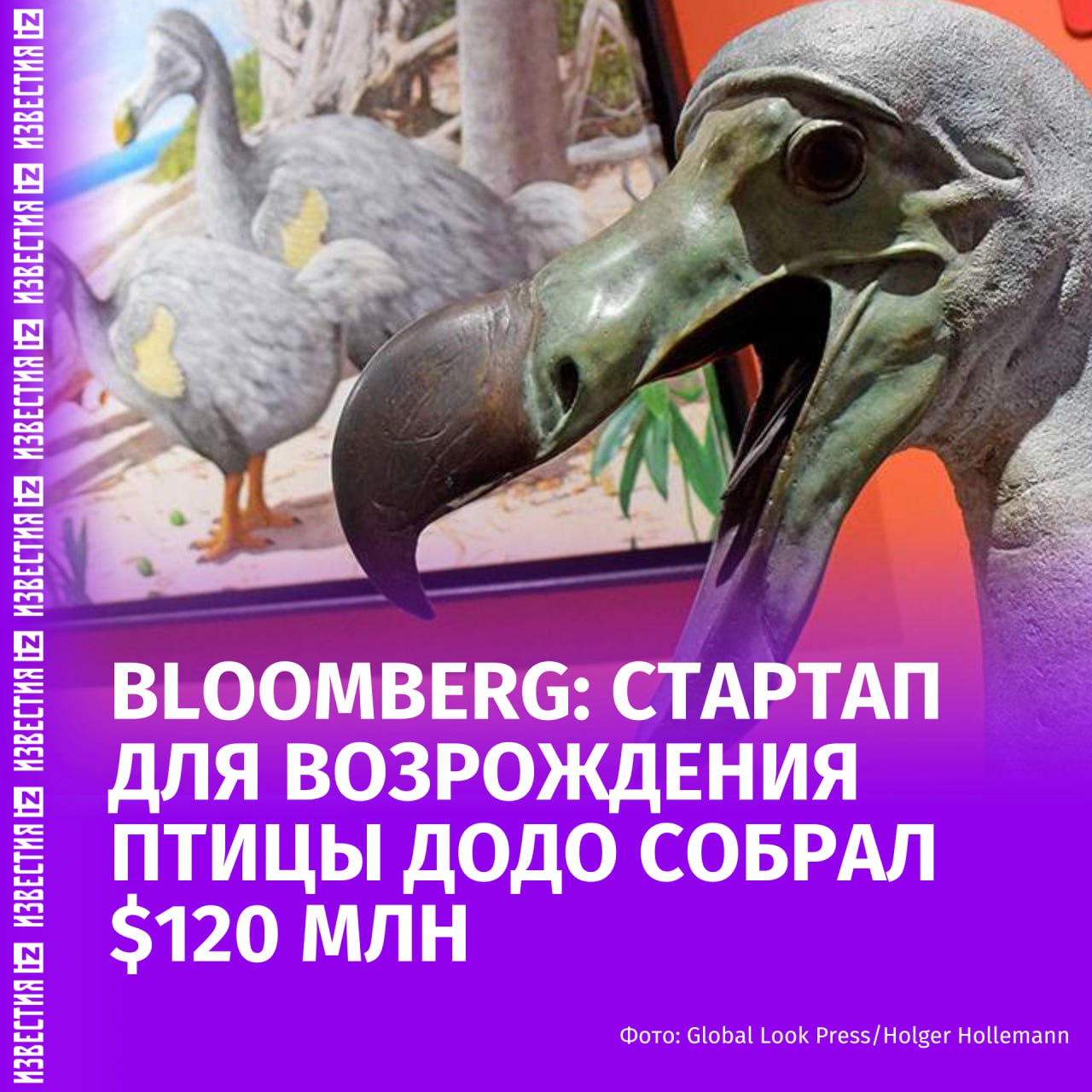 Американская компания Colossal Biosciences воскресившая лютоволков хочет возродить птицу додо менее чем за 7 лет сообщило агентство Bloomberg Биотехнологический стартап Colossal Biosciences Inc работающий над воскрешением вымерших животных привлек 120 млн от инвесторов включая новозеландского кинорежиссера Питера Джексона и его главный исполнительный директор говорит что компания рассчитывает возродить дронта менее чем за семь лет говорится в материале Компания объявила о значительном прорыве в науке о птицах вырастив в лабораторных условиях голубиную клетку По словам сотрудников Colossal Biosciences это открывает путь к новым методам защиты исчезающих видов и даже может дать шанс вернуть давно вымерших птиц включая дронта Как отметил главный исполнительный директор компании Бен Ламм новые денежные вливания в результате которых общий объем финансирования Colossal достигнет 555 млн частично пойдут на строительство центра по исследованию птиц в Техасе Больше новостей тут МАХ Отправить новость