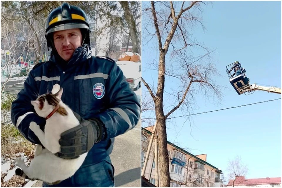 В Краснодаре спасатели сняли с дерева кота Кузьму  Любопытный кот Кузьма в морозный февральский день сбежал из теплой квартиры многоэтажки на улице Гагарина в Краснодаре. Он выпрыгнул из окна и залез на дерево рядом с домом, а спуститься обратно уже не смог.  Оказалось, что пушистик сидел на ветке несколько суток и молчал, пока его не заметили дети. Как бы его не выманивали жильцы домов, кот не спускался. Пришлось вызывать спасателей.  Сейчас Кузьма цел и здоров, его передали хозяевам. Теперь они будут следить за окнами в квартире.