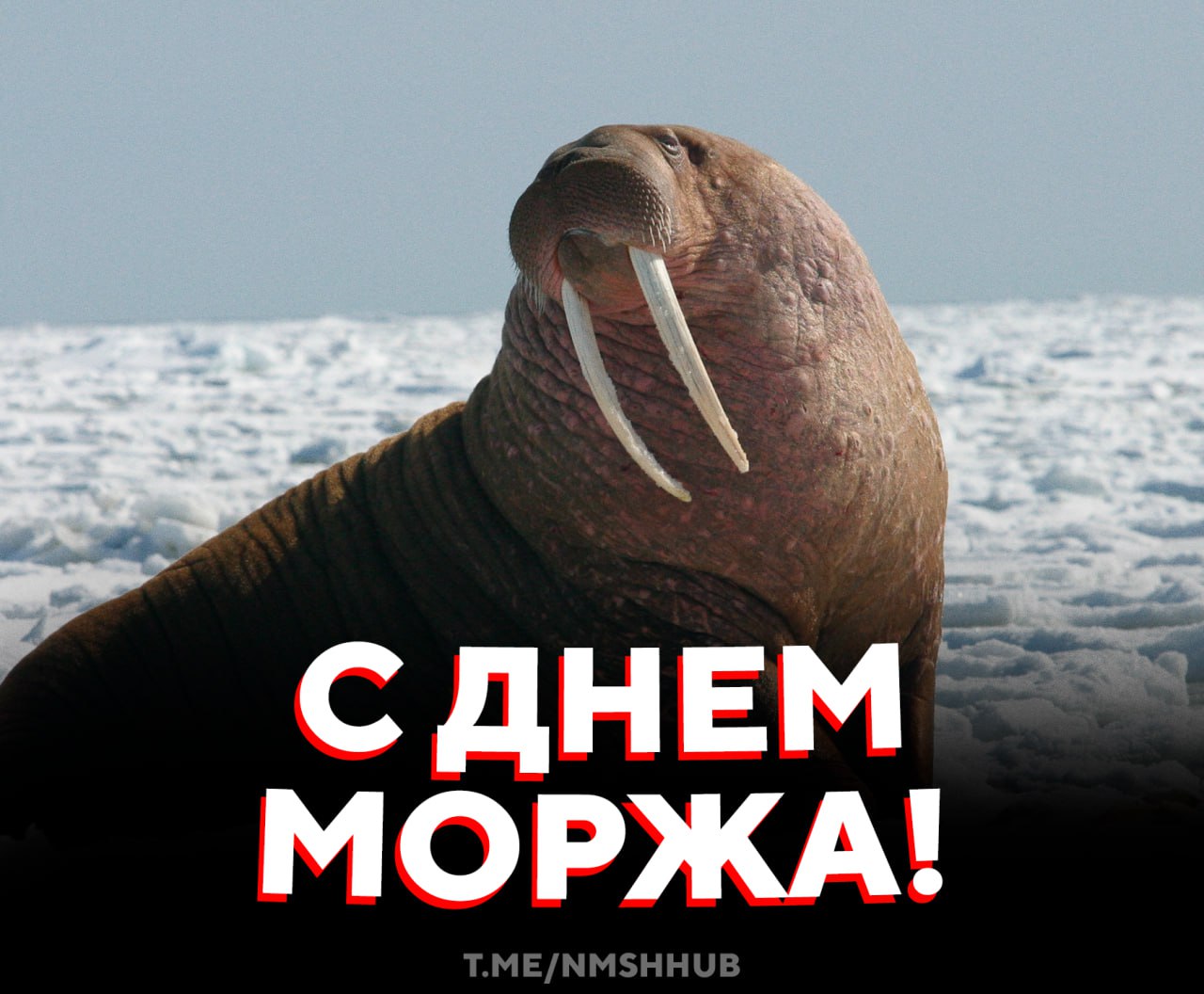 Празднуем День моржа сурового хозяина северных морей Этот день создан чтобы напомнить эти мощные ребята живут не в сказках а в хрупкой арктической природе которой нужна защита Моржи важны для экосистемы а мы важны для того чтобы они не исчезли обнимаю каждого моржа мысленно как огромный кот НМШ