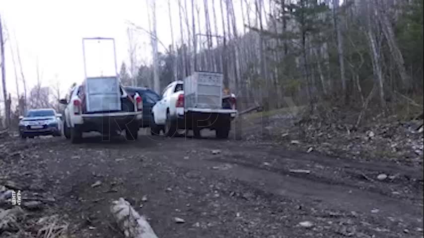 Амурские тигры вернулись в дикую природу после реабилитации в Приморье