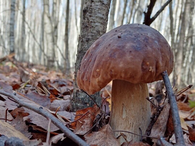 Микологи прогнозируют продление грибного сезона в Подмосковье до середины ноября До конца октября грибы в лесах столичного региона точно еще можно собирать А по прогнозам микологов если не будет заморозков то грибной окажется и вся первая половина ноября Сейчас грибники приносят в корзинах опята лисички подосиновики и даже белые грибы Если температура ночью не опустится ниже 5 C на деревьях продолжат расти вешенки