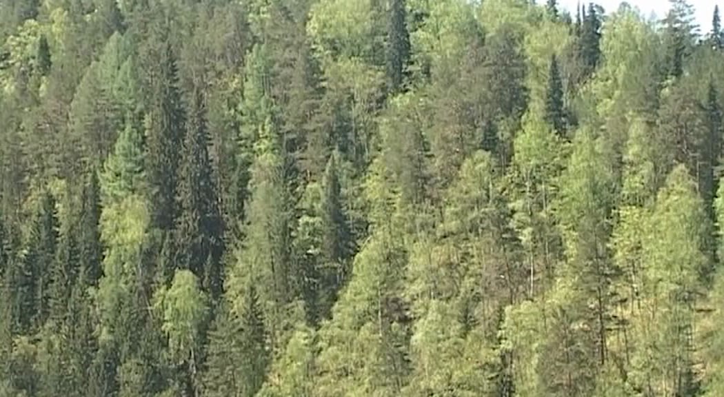 Жук полиграф захватил ещё 119 тыс га лесов на территории Пермского края Очаги распространения уссурийского полиграфа выявлены в лесных массивах четырёх муниципалитетов Пермского края Октябрьском Кунгурском Ординском и Кишерстком районах Об этом сообщает Управление Россельхознадзора по Кировской области Удмуртской Республике и Пермскому краю В связи с этим на территории 119 тыс га введён карантин В частности режим введён на территории Щучье Озерского участкового лесничества вблизи села Уинское села Аспа села Орда и посёлка Голдырёвский Также карантин введён в лесничествах которые расположены вблизи посёлка Суксун село Сыра rbc perm