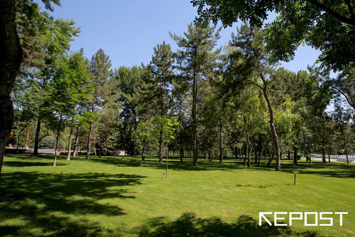 Узбекистанцы смогут требовать запрета на изъятие или выделение земель на которых растут деревья   repost uz s aprelya zarabotaet tema Подписывайтесь на Repost