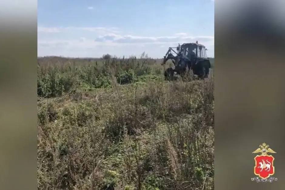 В Татарстане уничтожили большой участок дикорастущей конопли Полицейские Нурлатского района уничтожили незаконные посевы дикорастущей конопли в рамках оперативно профилактической акции Мак 2025 сообщает МВД по РТ в телеграм канале В одном из поселков района выявили крупный очаг дикорастущей конопли Для уничтожения запрещенных растений использовалась специализированная сельскохозяйственная техника В ходе операции было уничтожено свыше 3 тысяч кустов конопли Общая площадь ликвидированных растений составила 5 тысяч квадратных метров а их общий вес около 2 тысяч килограммов Подписаться Сообщить новость   Вести Татарстан в MAX