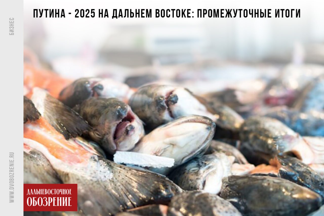 125,8 тыс. тонн лосося выловили на Дальнем Востоке с начала путины 2025 Как пишет Объединенная пресс-служба Росрыболовства, в этом году на Камчатский край приходится наибольший объем промысла — 94,2 тыс. тонн лосося. В Хабаровском крае поймали 11,7 тыс. тонн красной рыбы, а в Приморье — более 8 тыс. тонн. Ранее та же служба прогнозировала, что за весь период путины будет поймано 312 тыс. тонн благородной рыбы, в то время как на Камчатку придется 199,25 тыс. тонн. Объемы в других регионах достигают следующих показателей: Магаданская область — 8,6 тыс.тонн; Сахалинская область — 2,3 тыс. тонн; Чукотский АО — чуть более 250 тонн. К слову, всего по России выловили почти 2,7 млн тонн рыбы. Практически весь объем пришелся на Дальний Восток — в акватории региона добыли более 2,1 млн тонн водных биоресурсов. При этом лосось составляет лишь малую часть улова: рыбаки за это лето поймали 1,4 млн тонн минтая, 80,5 тыс. тонн трески, и почти 300 тыс. тонн тихоокеанской сельди. ДВ-Обозрение Другие новости