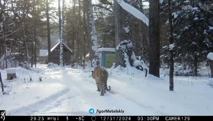 В Центре «Амурский тигр» сообщили, что видео снято не в Чугуевском районе, как это рассказывают паблики, а в другом месте, далеко от населённых пунктов. По всей видимости, в Приморье, но точнее место не называется. На момент съёмки видео человека в строении не было, несмотря на то, что печка затоплена, уточнили в Центре. По возвращении человек обнаружил следы тигра, снял данные с фотоловушки и сообщил в соответствующие инстанции. Его вывезли. Перемещение тигра под контролем специалистов. Это транзитный тигр и прежде на данной местности не отмечался. Животное продолжает держаться вдалеке от населённых пунктов, за ним ведётся наблюдение, и предпринимаются меры для того, чтобы освободить его от капкана.